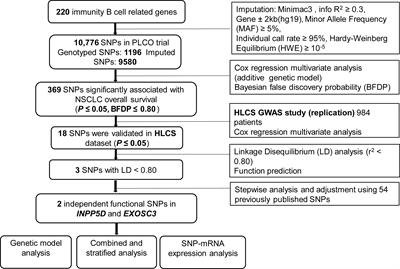 Potentially functional variants of INPP5D and EXOSC3 in immunity B cell-related genes are associated with non-small cell lung cancer survival